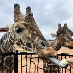 Longneck Manor