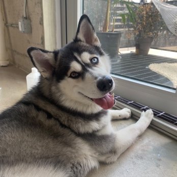 Affordable Dog Training & Anti-Aggression - Happy girl - Pet Training Near Me Affordable Dog Training & Anti-Aggression - Happy girl - Pet Training Near Me