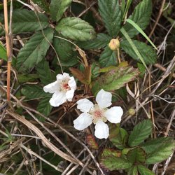 Sullivan’s Island Beach Station 16 - Wildflowers