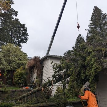 Graham Tree Service - Tree Services Near Me - San Leandro, California