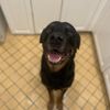 The Pawfect Company gift card