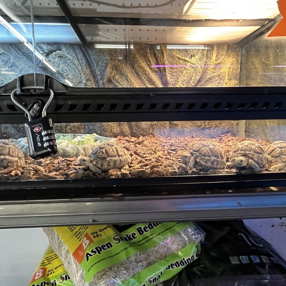 Super Pets - A bunch of leopard tortoises. - Pet Stores Near Me - Temple City, California Super Pets - A bunch of leopard tortoises. - Pet Stores Near Me - Temple City, California