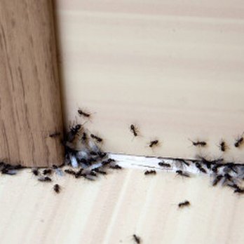 Top Class Pest Control - Swarming carpenter ants - Pest Control Near Me - Brooklyn, New York Top Class Pest Control - Swarming carpenter ants - Pest Control Near Me - Brooklyn, New York