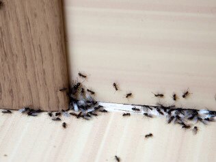 Ants - Family owned business with many years of experience,providing excellent and top class service. Ants - Family owned business with many years of experience,providing excellent and top class service.
