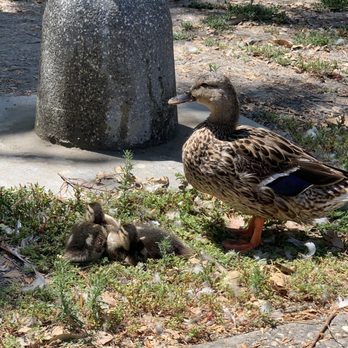 El Dorado Regional Park West - Mama and her ducklings - Parks Near Me - Long Beach, California El Dorado Regional Park West - Mama and her ducklings - Parks Near Me - Long Beach, California