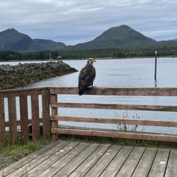 Emerald Forest Tours - Young eagle