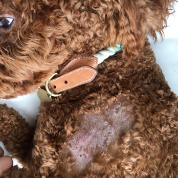 The Dogs Spot - This is a sample of what the infection looks like after she was treated with antibiotics for week! - Pet Training Near Me - Pooler, Georgia The Dogs Spot - This is a sample of what the infection looks like after she was treated with antibiotics for week! - Pet Training Near Me - Pooler, Georgia