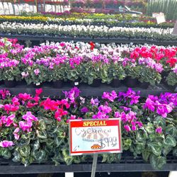 Houston Garden Center - Pink Cyclamens