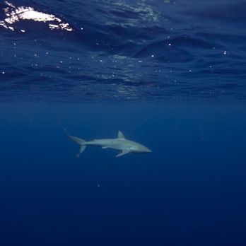 One Ocean Diving - Free Diving Near Me - Haleiwa, Hawaii