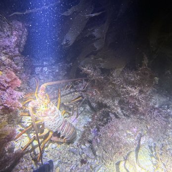 Diving Catalina - Scuba Diving Near Me - Avalon, California