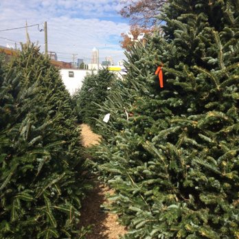 Willie Simpson's Christmas Tree Lot - Huge selection - Christmas Trees Near Me - Charlotte, North Carolina