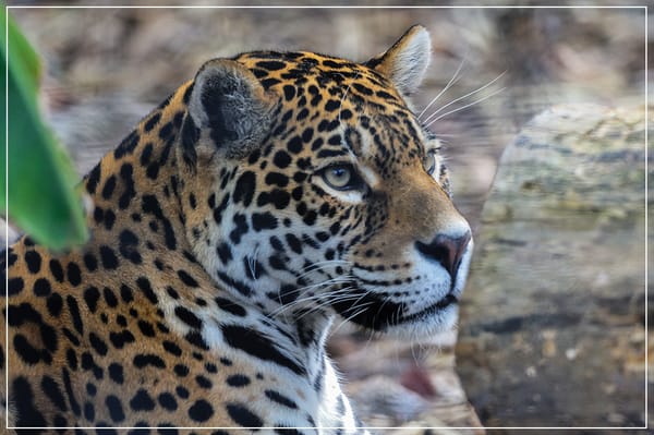 Parc zoologique de Paris by null