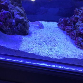 CB's Tropical Aquarium - Sand sifting goby - Pet Stores Near Me - Portland, Oregon