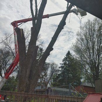 WITT 360 Tree Service - Tree Services Near Me