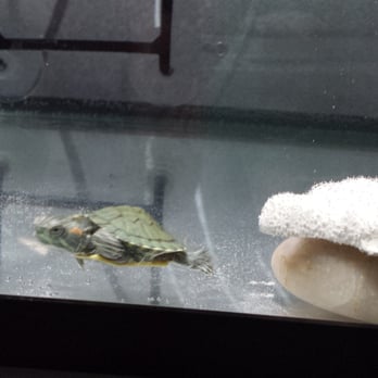 Markham Aquarium 2 U - Small turtles - Pet Stores Near Me - Markham, Ontario