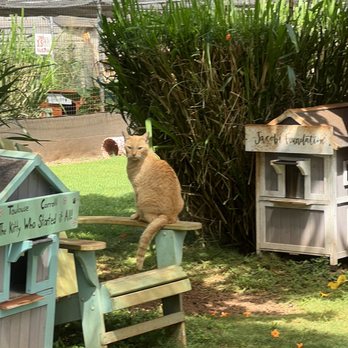 Lanai Cat Sanctuary - Animal Shelters Near Me - Lanai City, Hawaii Lanai Cat Sanctuary - Animal Shelters Near Me - Lanai City, Hawaii