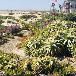 Sunset Beach - Love the little neighborhood surfer vibe with the low profile tropicals on tiny dunes, you can see for miles.