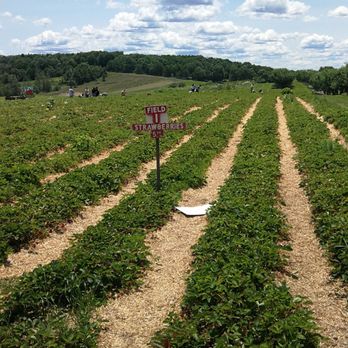 Lawrence Farms Orchards - Strawberry patch - Pick Your Own Farms Near Me - Newburgh, New York Lawrence Farms Orchards - Strawberry patch - Pick Your Own Farms Near Me - Newburgh, New York