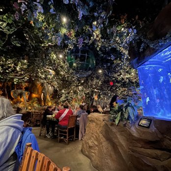 Rainforest Cafe - View from our table. - American Near Me - Galveston, Texas Rainforest Cafe - View from our table. - American Near Me - Galveston, Texas