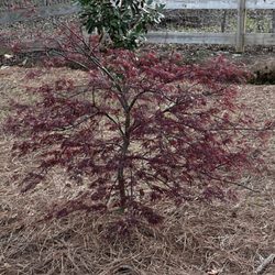 Lost Mountain Nursery - The perfect Japanese maple for my birthday last year!
