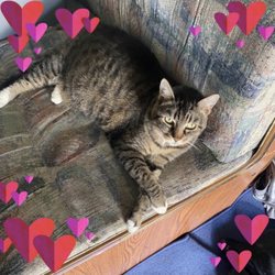 Friends of Long Beach Animals - Jada my cat