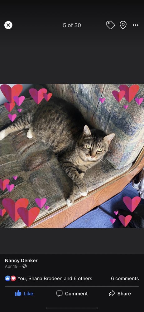 Friends of Long Beach Animals - social services organization in Long Beach, CA