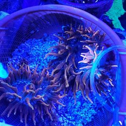 Harry’s Marine Life - Gardena