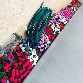 Armandos Gardening Service - Installed these stunning flowers for this homeowner - Landscaping Near Me - Downey, California Armandos Gardening Service - Installed these stunning flowers for this homeowner - Landscaping Near Me - Downey, California