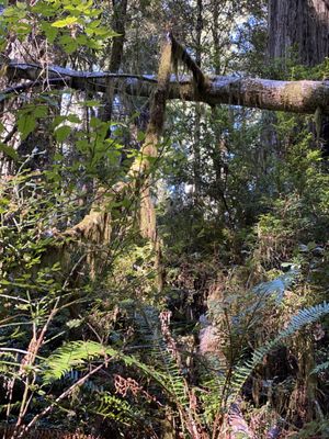 Lady Bird Johnson Grove Trail by null
