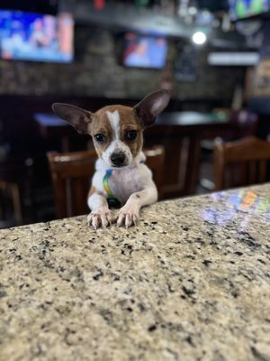 Jackalope Jacks by null