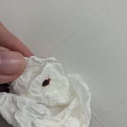 Orangewood Inn & Suites - Bed bug