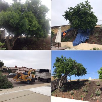 Perpetual Tree Care - Tree Services Near Me - Santee, California