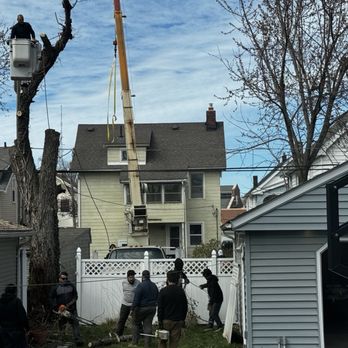 A&S Tree Service - Tree Services Near Me A&S Tree Service - Tree Services Near Me