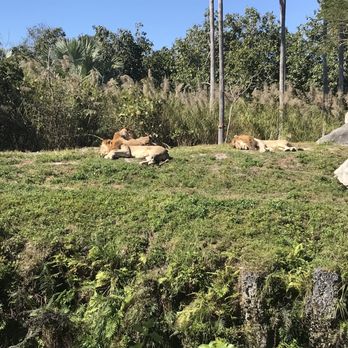 Zoo Miami - Lions and tigers and bears oh my! - Zoos Near Me - Miami, Florida Zoo Miami - Lions and tigers and bears oh my! - Zoos Near Me - Miami, Florida
