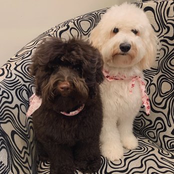 My Dog - Pet Groomers Near Me - Miami, Florida