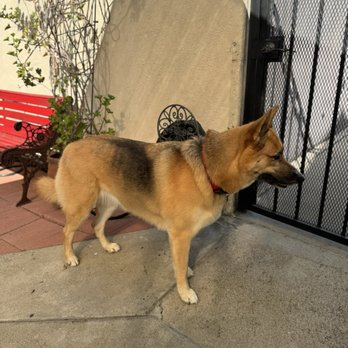 Puppy Fades - Pet Groomers Near Me - Pasadena, California