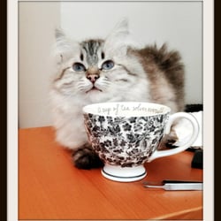 Aimee's Pet Care - In-home feeding and litter box changes for cats available