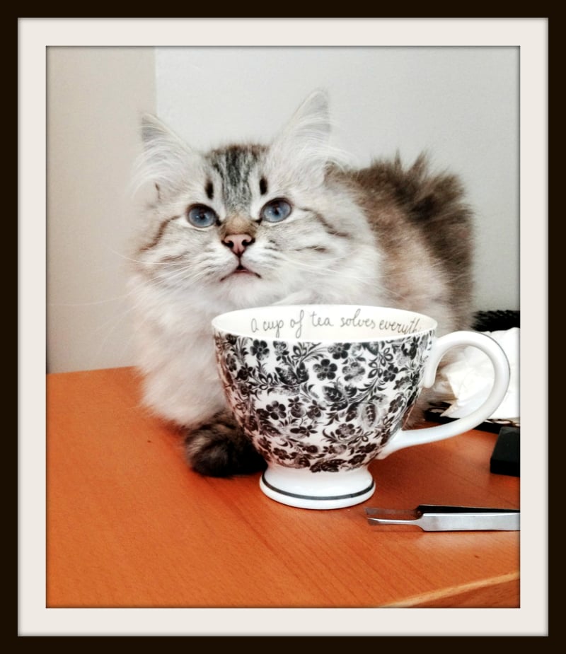 AIMEE’S PET CARE Updated September 2024 Hyde Park, Chicago