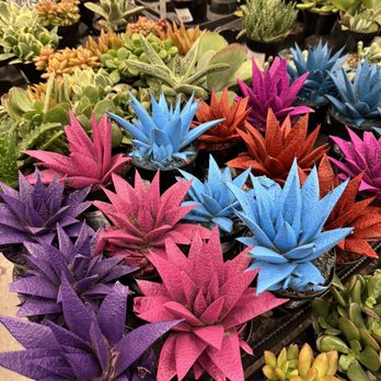 The Home Depot - Lovely colorful succulents - Hardware Stores Near Me - Lancaster, California The Home Depot - Lovely colorful succulents - Hardware Stores Near Me - Lancaster, California