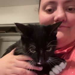 Schertz Animal Services - Miss muffin looks grumpy but loves cuddles