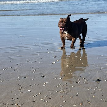 Pawcific Pet Care - Dog Walkers Near Me Pawcific Pet Care - Dog Walkers Near Me