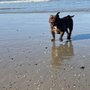 Photo of Pawcific Pet Care