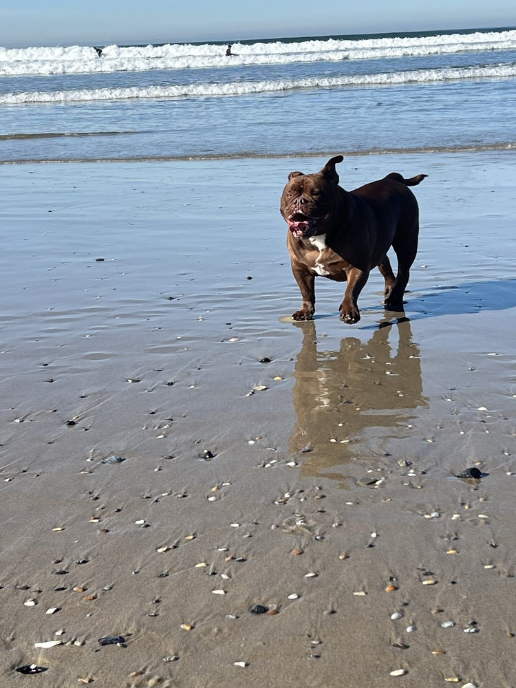 Pawcific Pet Care - pet boarding facility in San Diego, CA