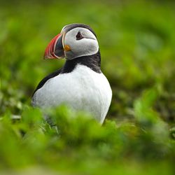 Alba Experiences - Meet the puffins.