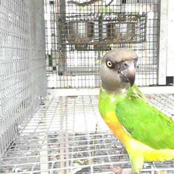 Florida Exotic Bird Sanctuary - Animal Shelters Near Me - Hudson, Florida Florida Exotic Bird Sanctuary - Animal Shelters Near Me - Hudson, Florida
