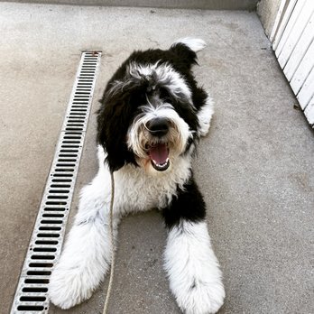 Bitch, Please - Pet Training Near Me Bitch, Please - Pet Training Near Me