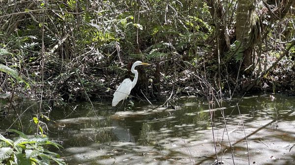Fakahatchee Strand Preserve State Park by null