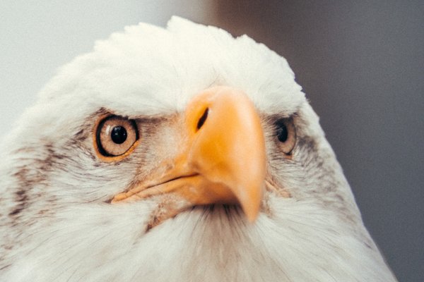The Peregrine Fund's World Center For Birds of Prey by null