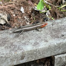 Barataria Preserve - Poor tailless guy!