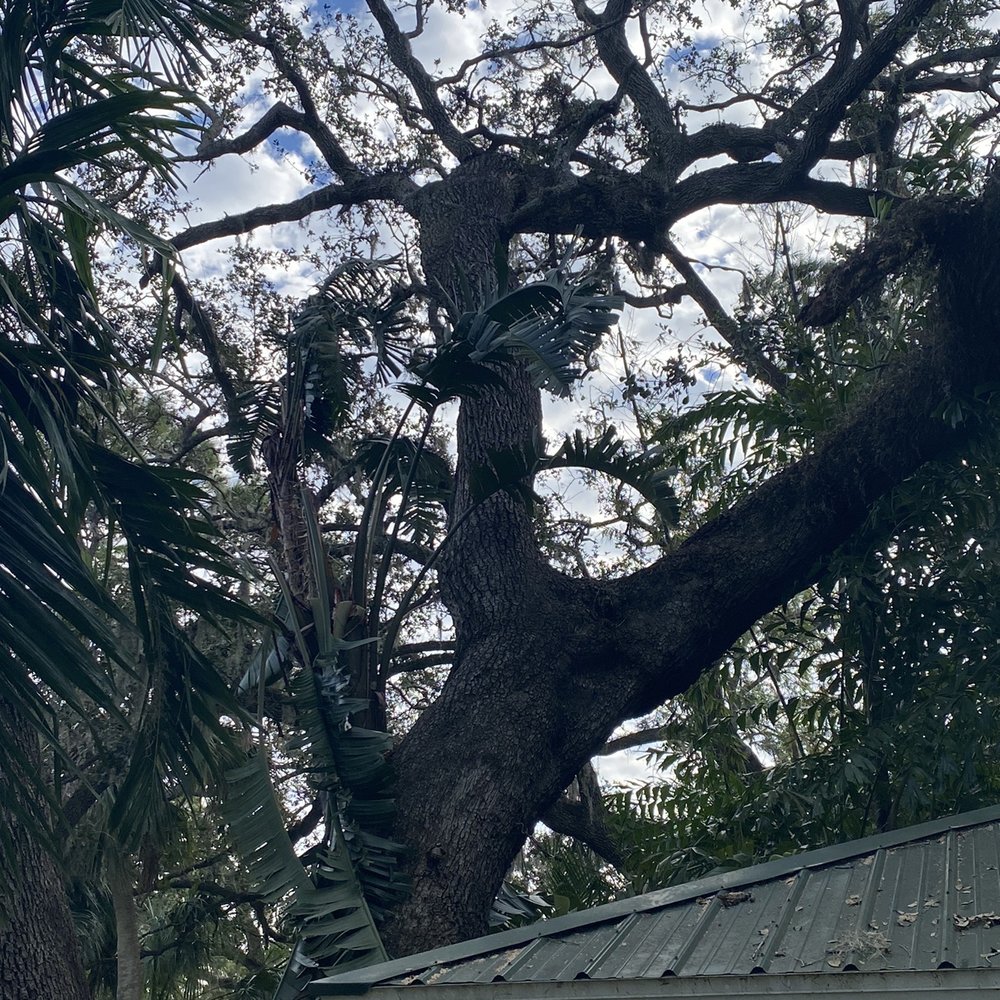 Edward's Tree Service - The finished removal. Our home is safe! - Tree Services Near Me - Sarasota, Florida Edward's Tree Service - The finished removal. Our home is safe! - Tree Services Near Me - Sarasota, Florida